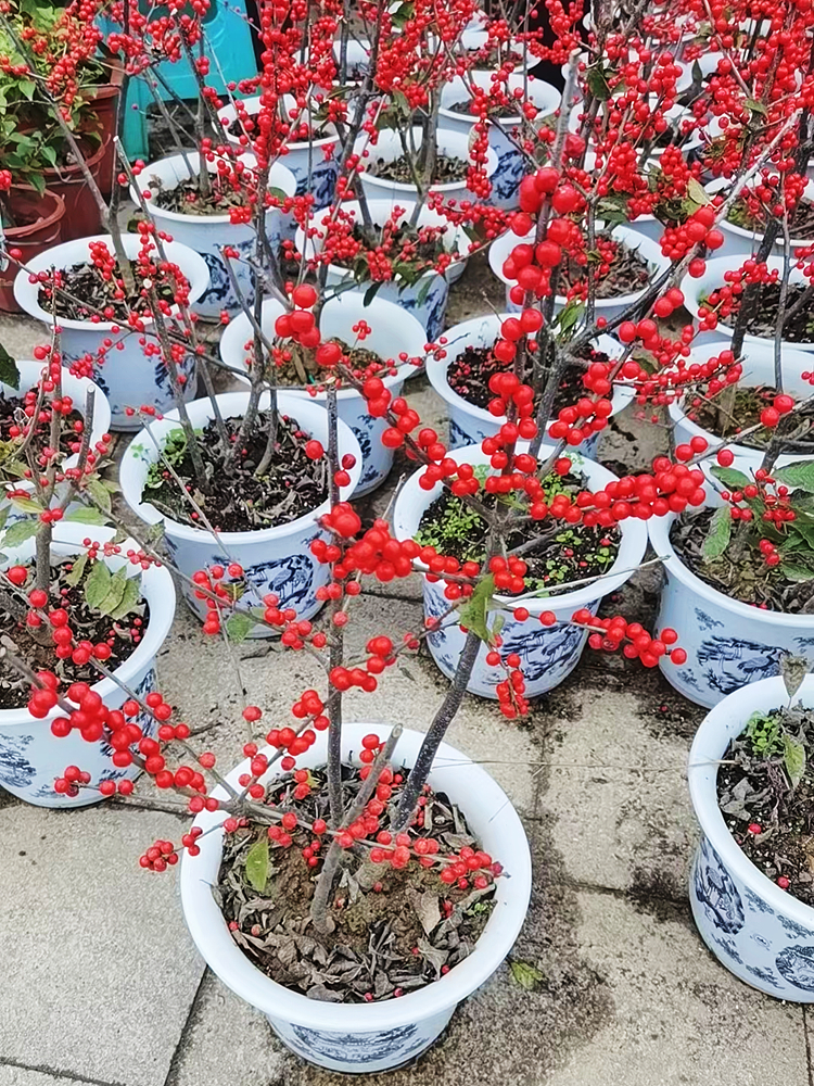 北美冬青红果盆栽老桩年宵花卉乔迁送礼室内客厅阳台盆景耐寒植物