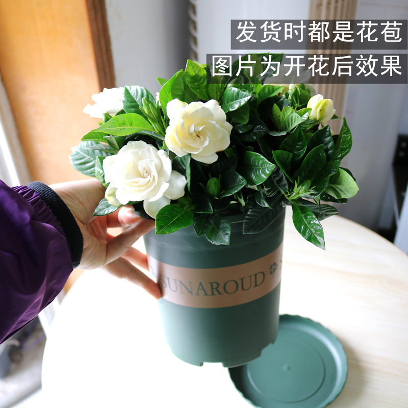 栀子花盆栽带花苞阳台庭院花园开花绿植四季好养活花卉植物包邮