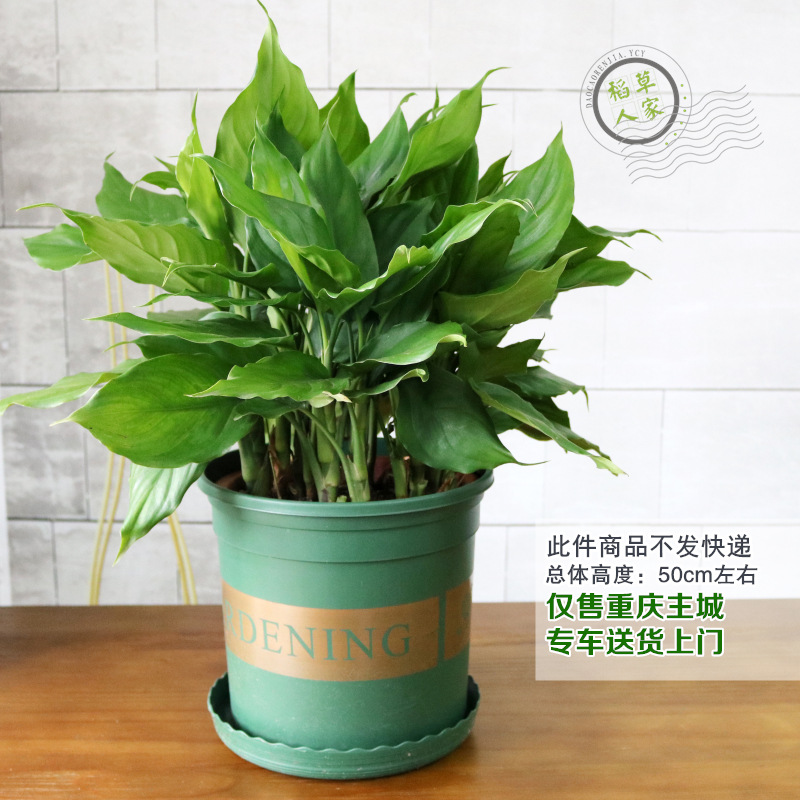 小万年青盆栽净化空气吸收甲醛植物办公室绿植花园阳台防辐射花卉