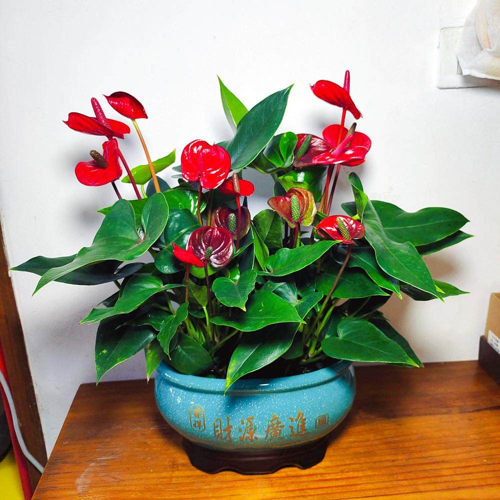 【重庆送货上门】红掌盆栽组合花卉植物室内绿植办公室桌面好养活,鲜花速递/花卉仿真/绿植园艺,红掌/凤梨/温室花卉,淘宝优惠券,粉丝福利购,淘宝优惠卷