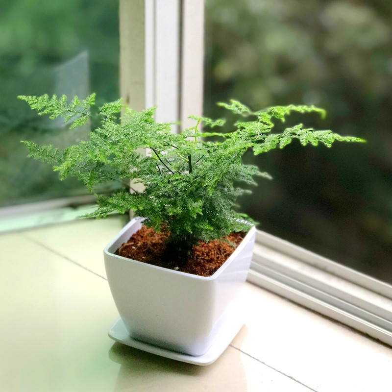 袖珍小文竹室内小盆栽绿色植物四季常青净化空气绿植物防辐射在类目 鲜花速递/花卉仿真/绿植园艺, 花卉/绿植盆栽（新）, 绿植中 - 来自Buy2taobao.com提供专业的淘宝代购服务