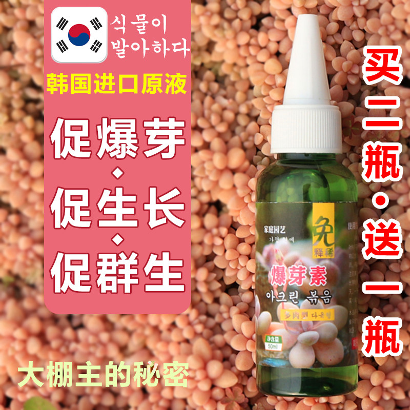 多肉暴芽素细胞促进爆头调节