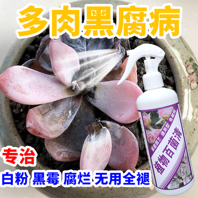 多肉杀菌黑腐专用药化水白粉病根腐枯萎煤烟病落叶多肉病菌清预防