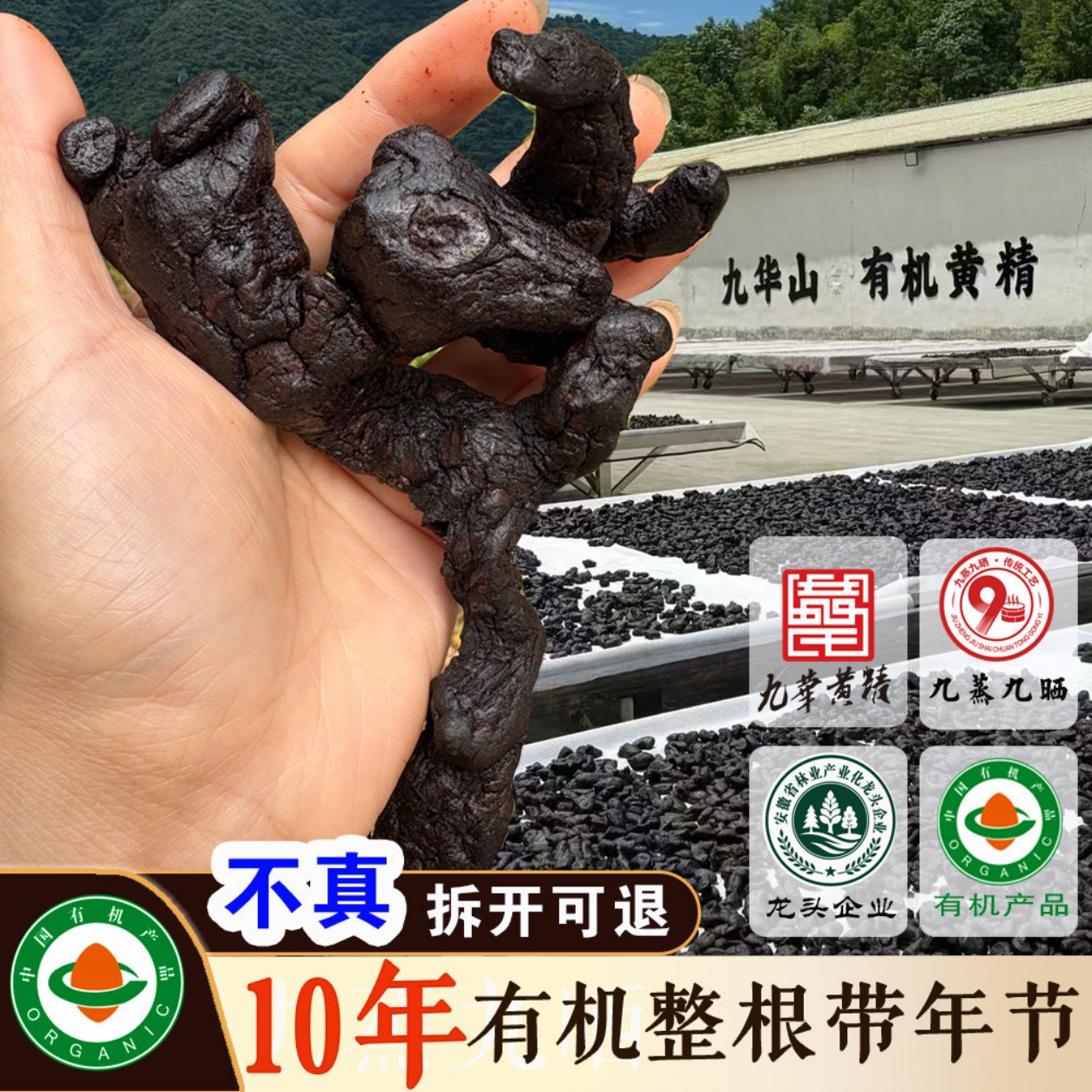整根发假不了九华山黄精源产地发