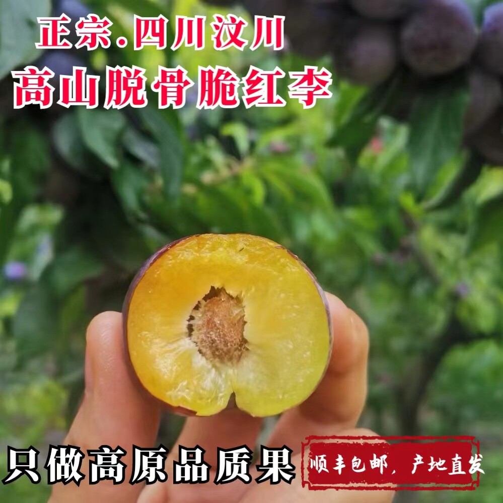 脆红李红脆李李子四川阿坝州汶川