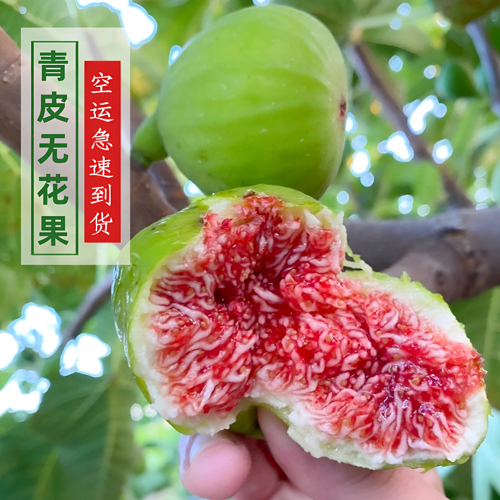 山东威海青皮无花果鲜果山东当季新鲜绿皮大果糖包子5斤包邮