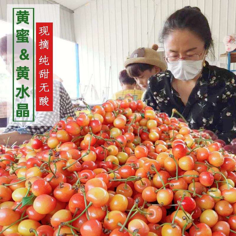 现摘山东黄蜜黄水晶樱桃软糯甘甜