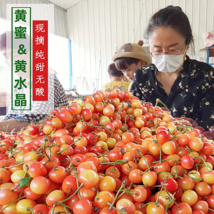 现货山东烟台黄蜜黄水晶大樱桃雷尼尔车厘子新鲜孕妇水果顺丰
