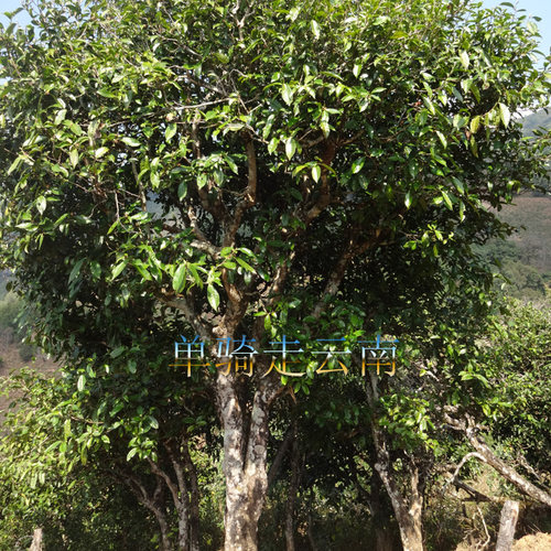 单骑冰岛头春200克300年古树毛茶