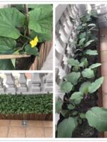 Anti-corrosion wood flower box, large rectangular flowerpot, balcony vegetable growing pot, carbonized solid wood fence planting box, succulent flower trough thumbnail 3