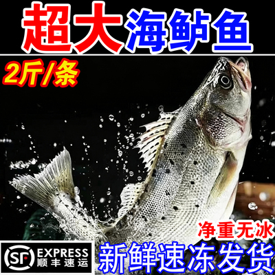 海鲈鱼新鲜冰鲜冷冻海鲜水产鲜活海捕速冻海鱼顺丰包邮七星鲈鱼