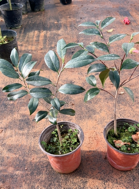 紫罗璇，孔雀玉蒲福利