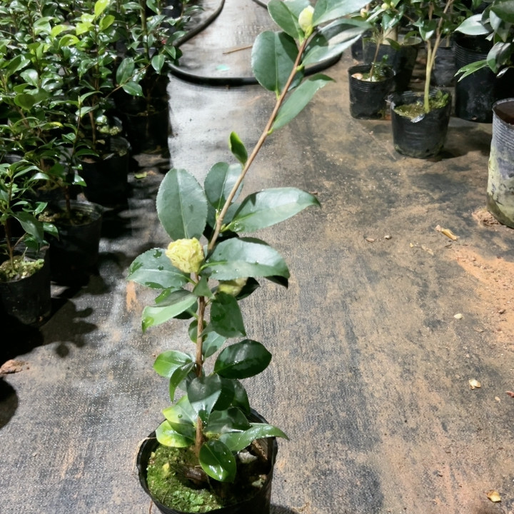 粉夏,鲜花速递/花卉仿真/绿植园艺,绿植,淘宝优惠券,粉丝福利购,淘宝优惠卷