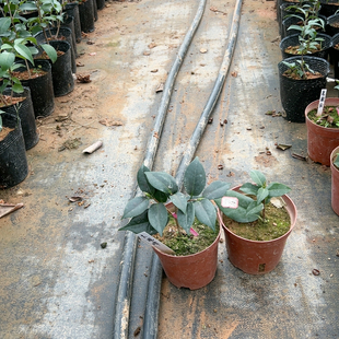 参平椿，大观峰