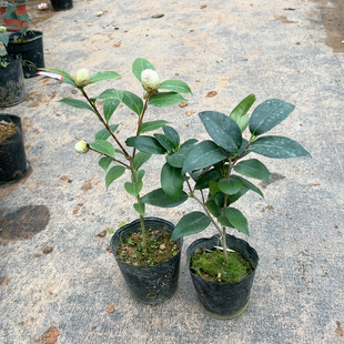 朱露之舞，久留米金鱼