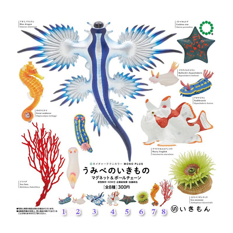 Kitan NTC Primary Colors Illustrated Book of Light Sea Creatures Sea Rabbit Starfish Coral Japan Genuine Bulk