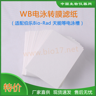 转印 湿转滤纸 转膜滤纸伯乐天能六一1703932 Western滤纸 WB滤纸