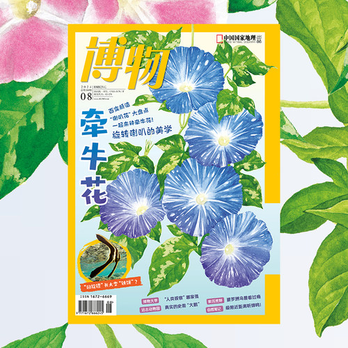【202408】牵牛花 博物杂志2024年8月刊 婆罗洲珍禽异兽 厦大人类学专业 亚马孙人 夏日吃姜 中国国家地理旗舰店