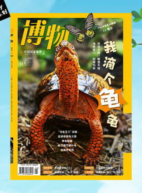 【202405】龟鳖 博物杂志2024年5月刊 订阅 大学地质专业 金裳凤蝶 加勒比海原住民 桑葚 氦元素 中国国家地理旗舰店