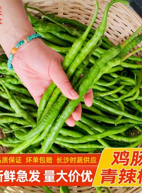 湖南当季本地鸡肠子青辣椒新鲜超细长线椒酒店饭店湘菜馆食材批发