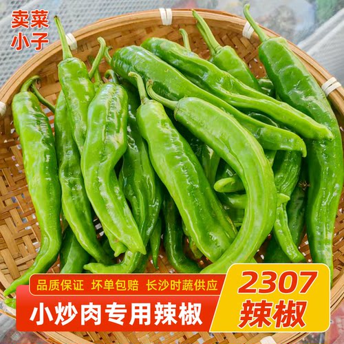 湖南小炒肉专用2307辣椒新鲜螺丝椒青椒软皮清香微辣酒店食材批发