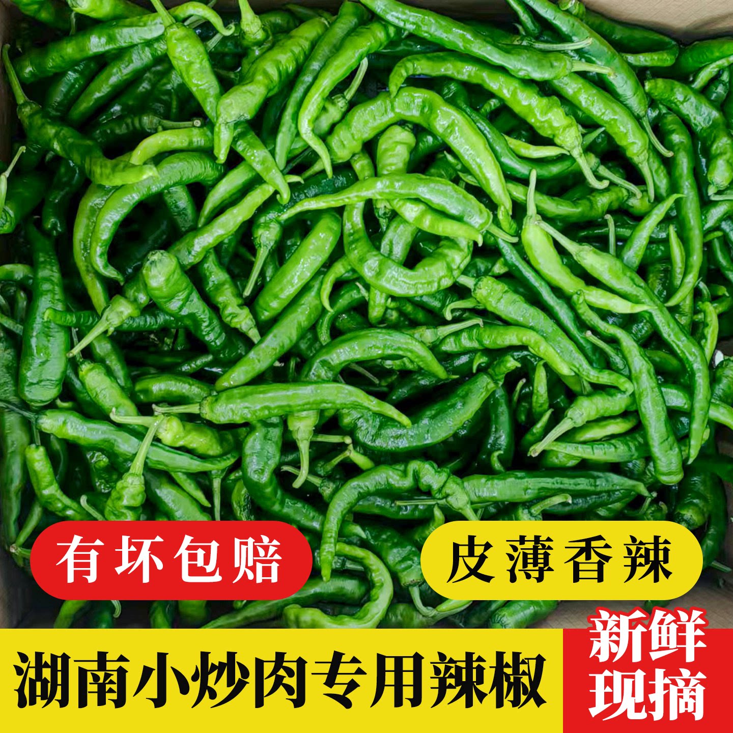 湖南本地新鲜薄皮青椒软皮辣椒酒店饭店餐馆湘菜小炒肉专用青辣椒
