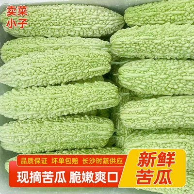 湖南农家自种白苦瓜新鲜现摘现发本地珍珠苦瓜蔬菜湘菜馆食材