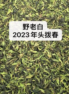 云南野生白茶 永德大雪山古树野生白茶2023年明前头拨春