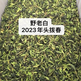 云南野生白茶 永德大雪山古树野生白茶2023年明前头拨春