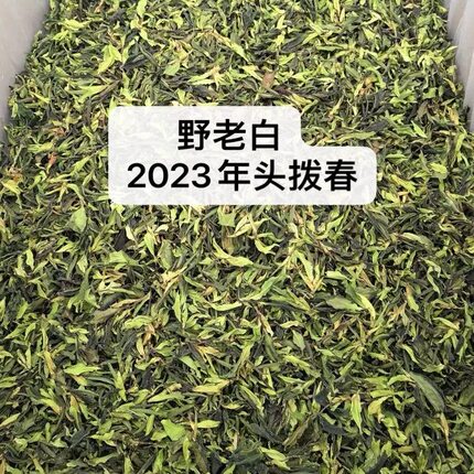 云南野生白茶 永德大雪山古树野生白茶2023年明前头拨春