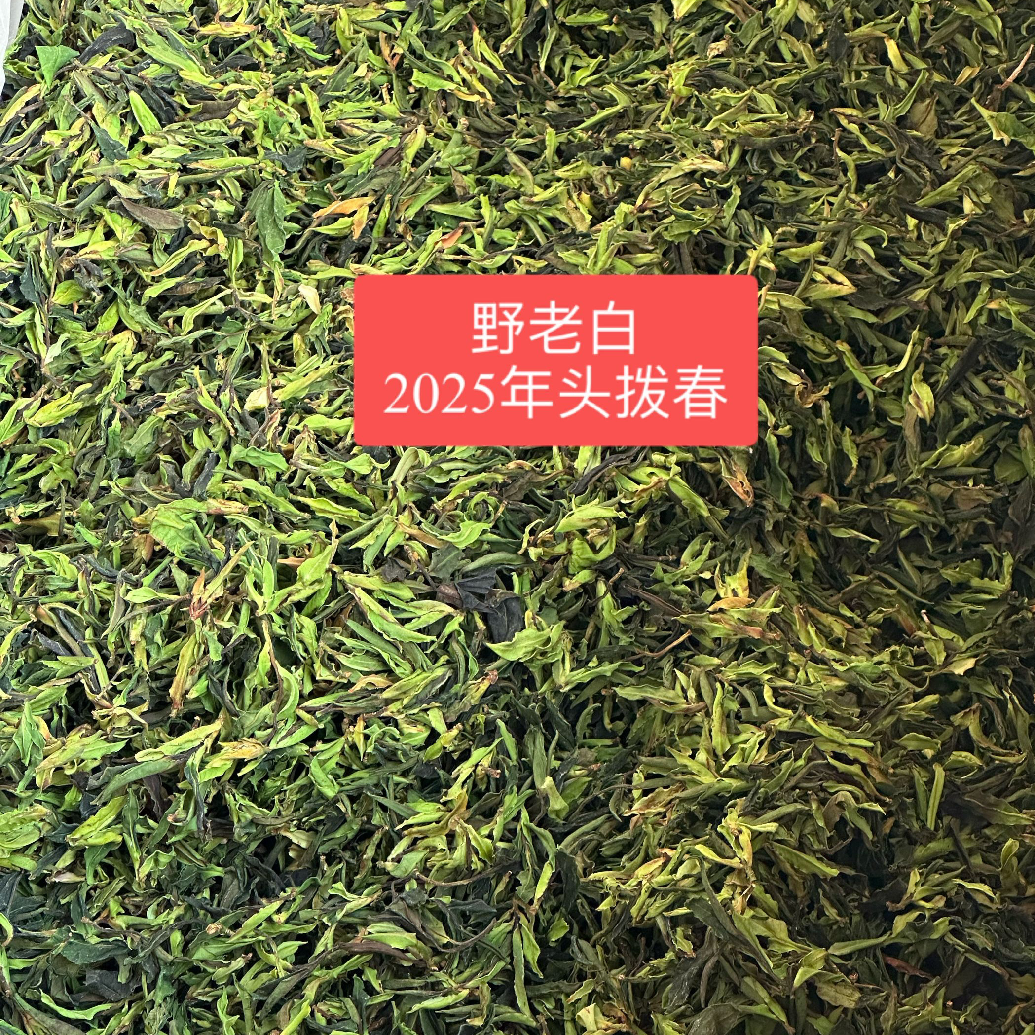 镇店之宝云南野生白茶 永德大雪山古树野生白茶2025年明前头拨春
