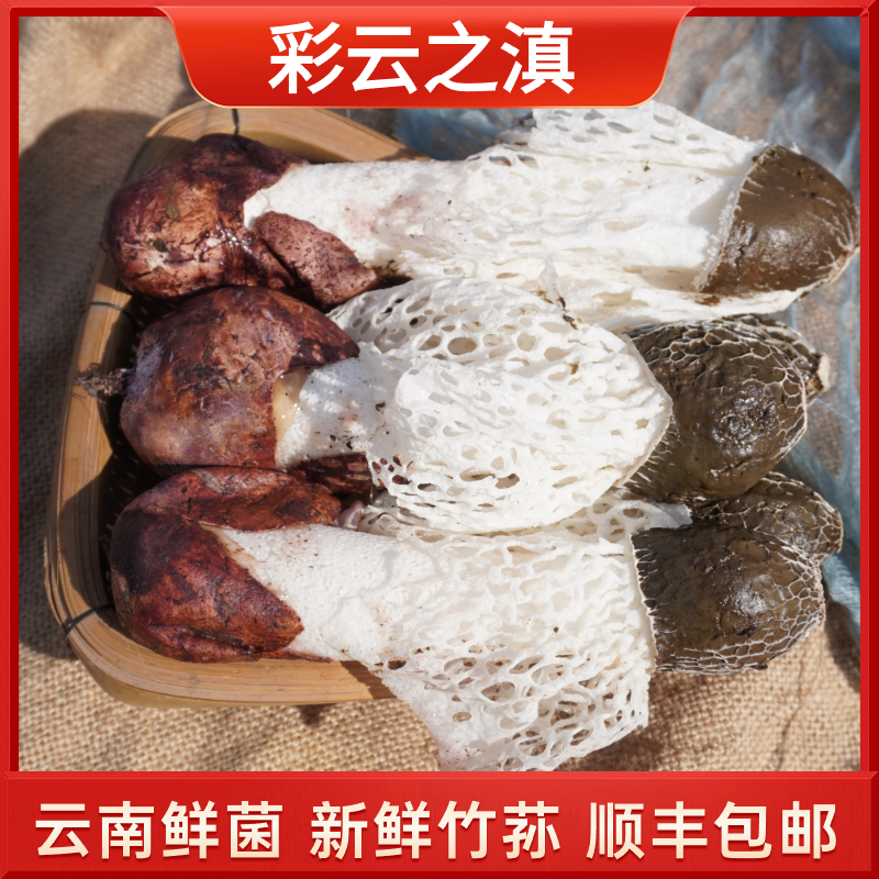 云南新鲜红托竹荪蛋 竹荪花菌鲜菌特产红托竹参竹蓐竹肉竹菰竹蕈