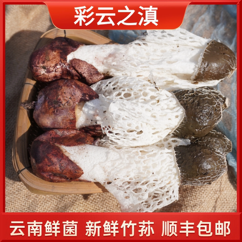 云南新鲜红托竹荪蛋 竹荪花菌鲜菌特产红托竹参竹蓐竹肉竹菰竹蕈