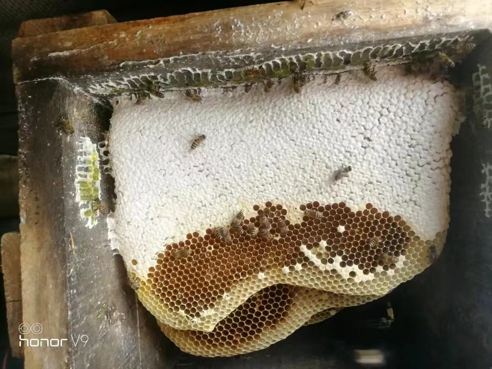 云南高原蜂蜜纯正天然农家自产蜂蜜土蜂蜜正宗无添加野生深山包邮