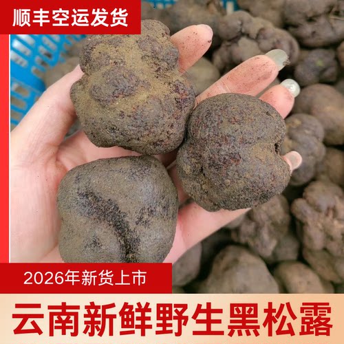 云南野生黑松露菌新鲜新货上市块菌猪拱菌贡山出口级精挑产地批发