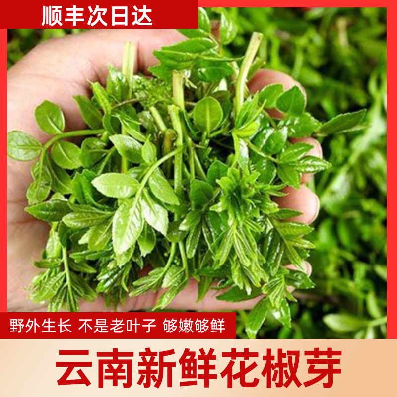 花椒芽新鲜花椒叶嫩芽尖云南特产野外生长现摘现发特色蔬菜春季