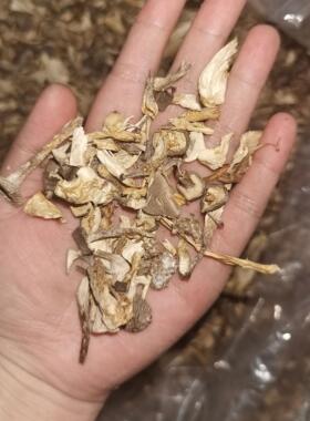 云南高山鹿茸菇500克碎菇断菇半截菇略有菇粉约5%馅料包子饺子