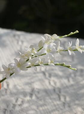 雪芙|黑喵喵 原创黄色五瓣尖花真丝烫花软簪造花发饰汉服头饰甜美