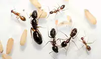 Pet Ant Pinghe Bow Ant Camponotus Mitis Living Pet Pintpaca