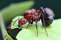 Красный муравей с коричневыми гребнями Myrmicaria brunnea Домашний муравей Быстро размножается, 25 лет.
