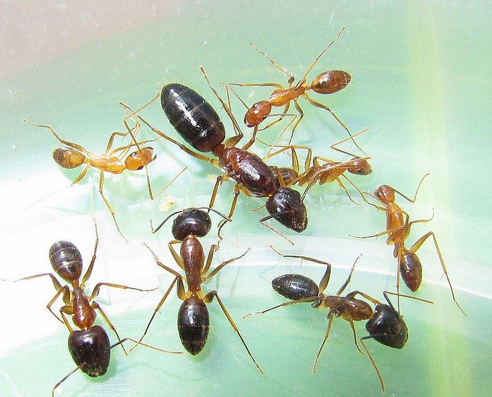 Camponotus pseudoirritans домашний муравей Camponotus pseudoirritans появился на свет 25 лет назад Изображение 1
