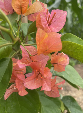 网红品种三角梅枝条接穗用于嫁接现剪现发包对版不包活不售后