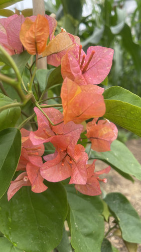 网红品种三角梅枝条接穗用于嫁接现剪现发包对版不包活不售后