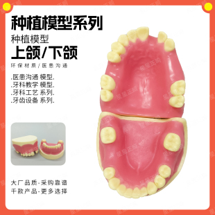 牙科种植模型上下缺失练习牙齿模型切开种植缝合上颌窦提升术