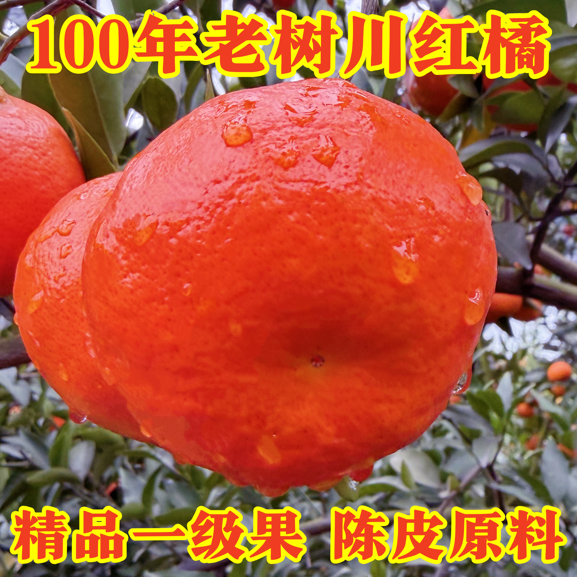 四川红橘重庆大红袍橘子