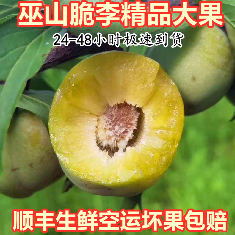 巫山脆李 重庆脱骨土李子新鲜水果5斤现货四川空心青脆李清甜顺丰