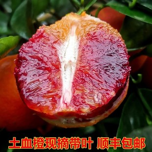 现摘血橙新鲜水果万州玫瑰香橙重庆长寿湖四川红心雪橙子10斤礼盒