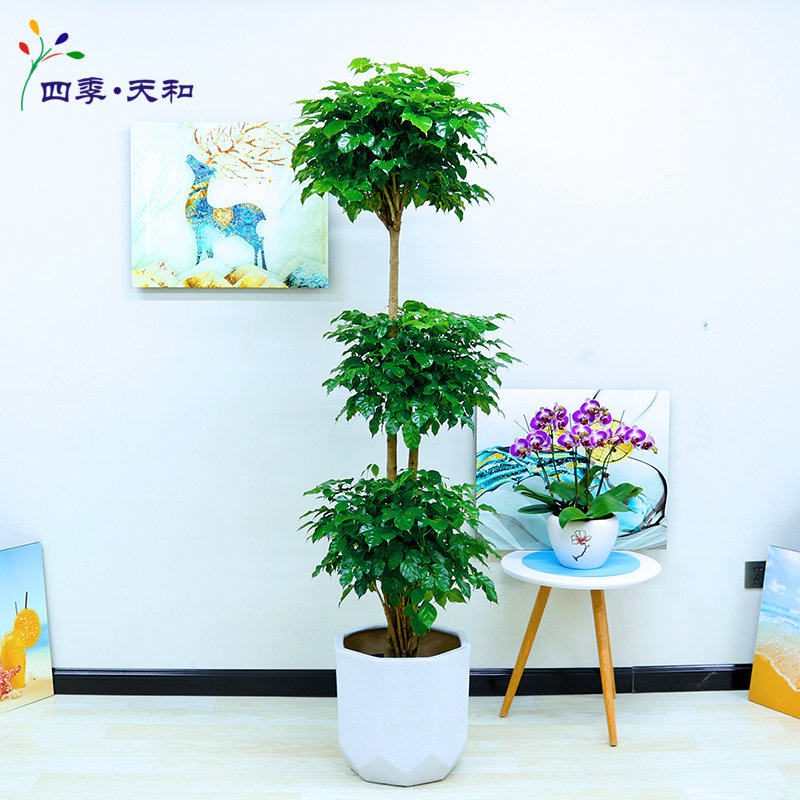 绿宝幸福树盆栽大型花卉植物