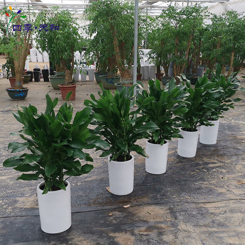 绿植中型净化走廊过道北京螺纹铁