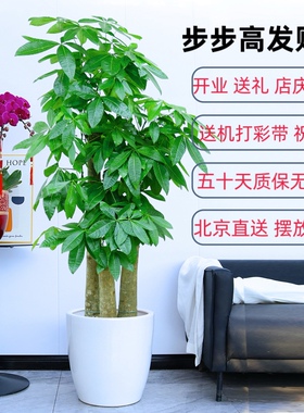 大型步步高发财树盆栽办公室客厅花卉绿化 北京送货 开业乔迁绿植